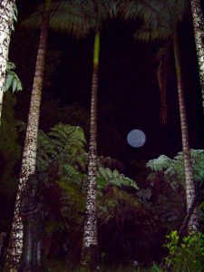 Picture from Healing Facility of Volcano Island Haven in Hawaii