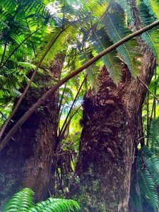 Picture from Healing Facility of Volcano Island Haven in Hawaii