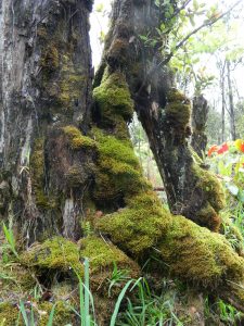 long distance healing from volcano island haven at Hawaii